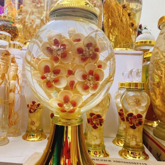 SÂM HÀN NGÂM RƯỢU 