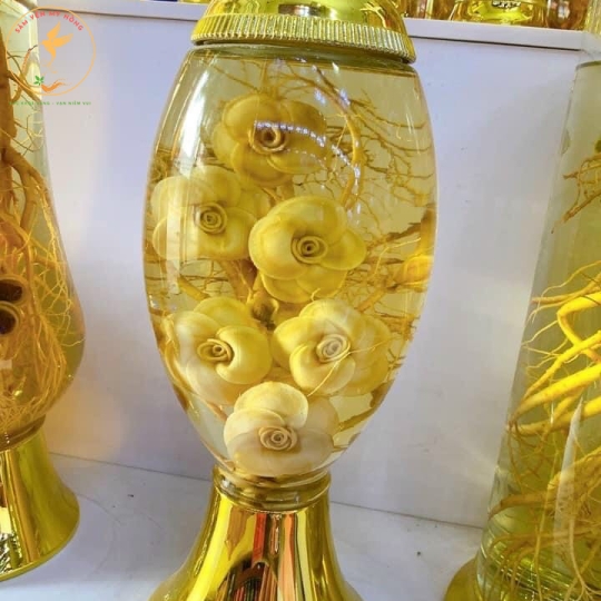 SÂM HÀN NGÂM RƯỢU 