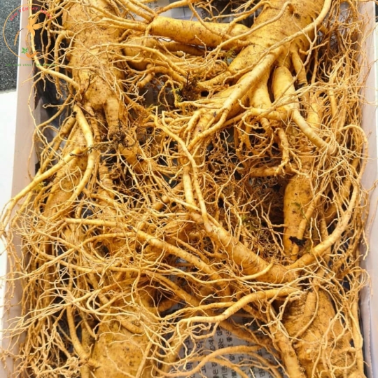 Sâm Củ Hàn Quốc