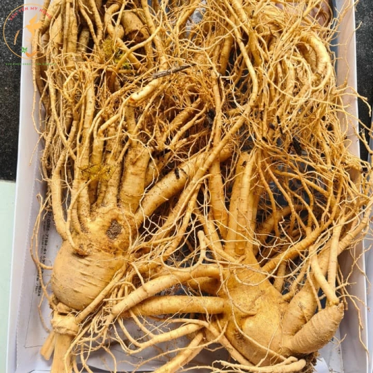 Sâm Củ Hàn Quốc