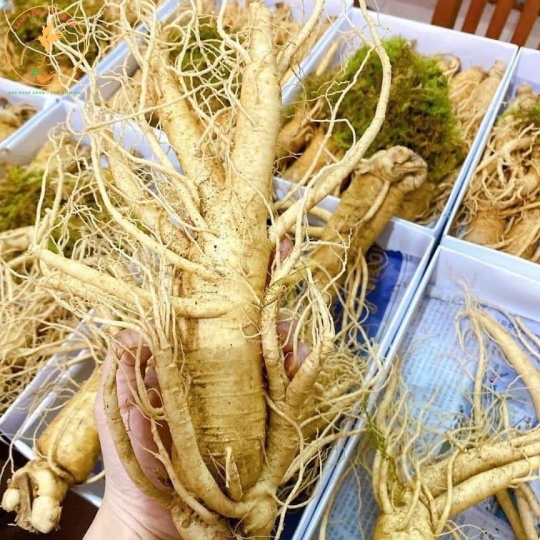 NHÂN SÂM TƯƠI HÀN QUỐC