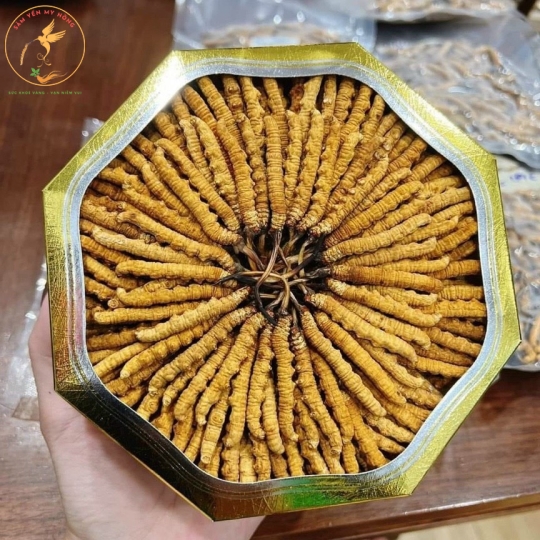 ĐÔNG TRÙNG TÂY TẠNG