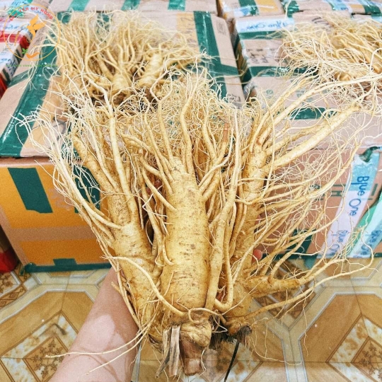 NHÂN SÂM TƯƠI HÀN QUỐC