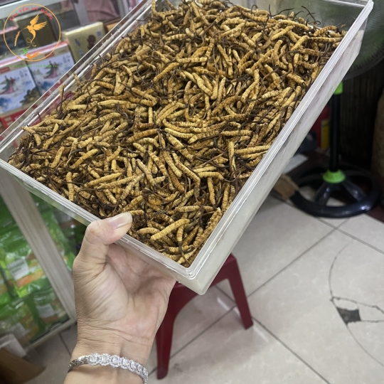 ĐÔNG TRÙNG TÂY TẠNG