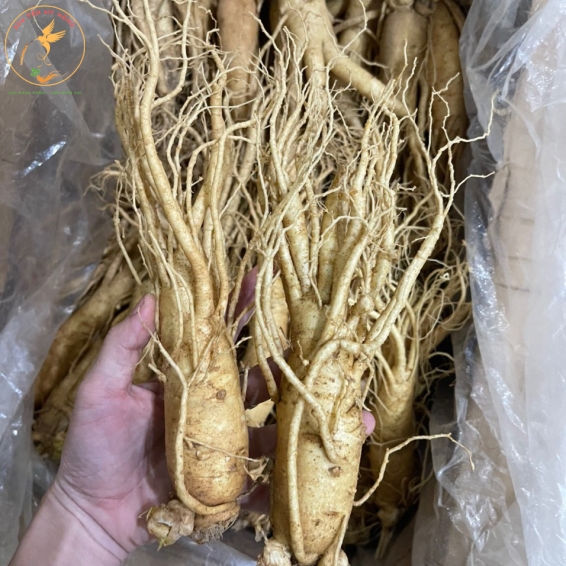 NHÂN SÂM TƯƠI HÀN QUỐC