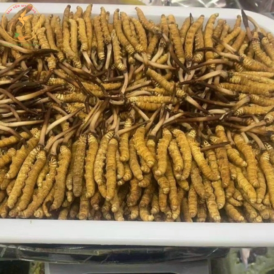 ĐÔNG TRÙNG HẠ THẢO XUẤT XỨ TÂY TẠNG