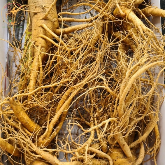Sâm Củ Hàn Quốc