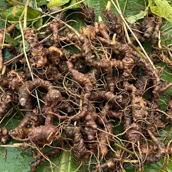 SÂM RỪNG QUẢNG NAM 